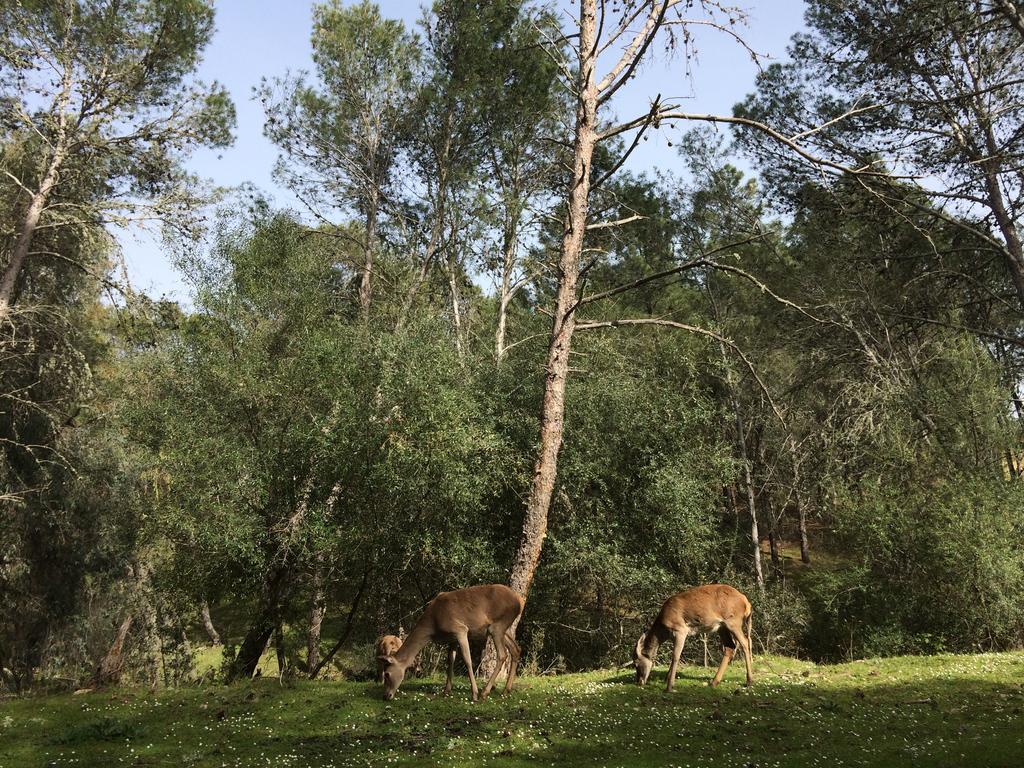 Maison d'hôtes La Cerca Del Alcornoque à Casas de Belvis Extérieur photo